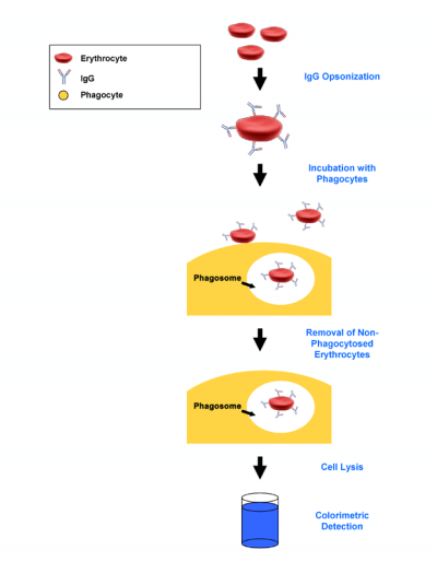 细胞吞噬检测试剂盒实验原理流程图.png