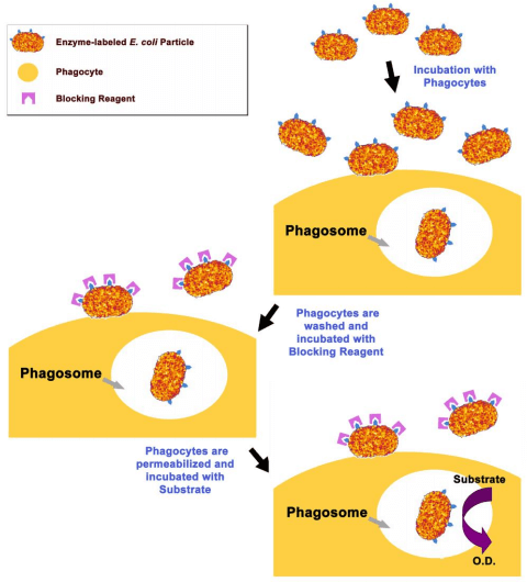 细胞吞噬检测试剂盒实验原理流程图.png