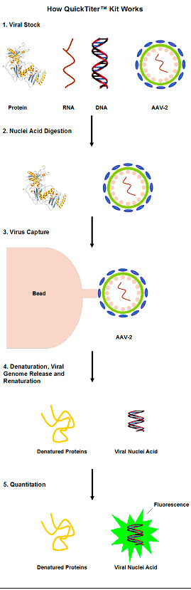 腺相关病毒（AAV）滴度检测试剂盒原理.jpg