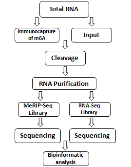 total-rna.png