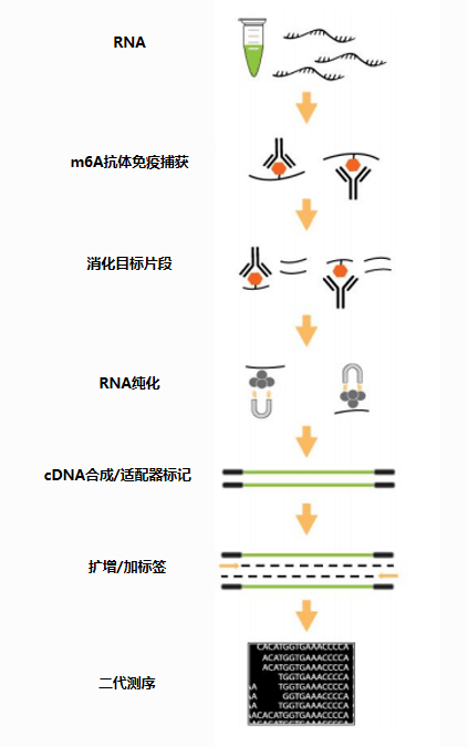 二代测序分析.png