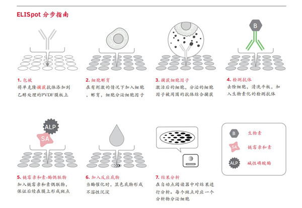 ELISpot实验步骤与原理示意图 .jpg