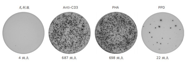 人干扰素γ（ IFN-γ） ELISpot.jpg