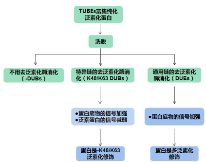 UbiTest检测原理.png