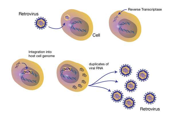 逆转录病毒.jpg