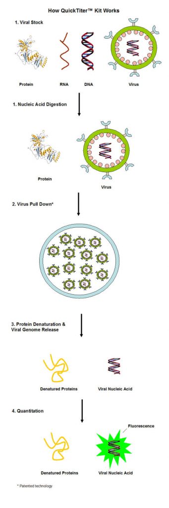 逆转录病毒（Retrovirus）滴度快速检测试剂盒原理.jpg