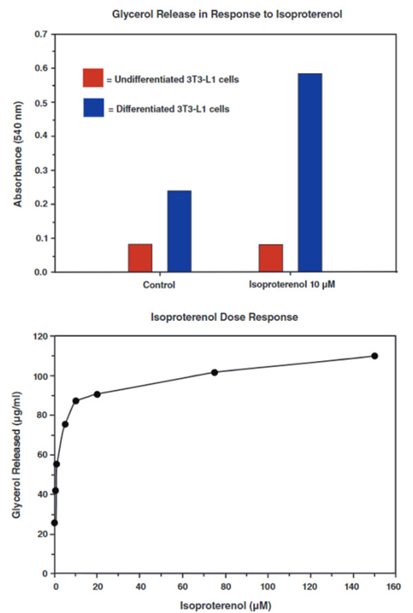 分化的3T3-L1细胞经异丙肾上腺素处理后释放甘油.jpg