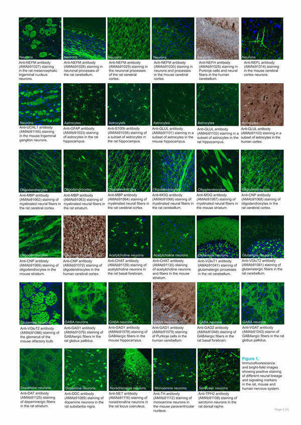 神经科学研究抗体.jpg