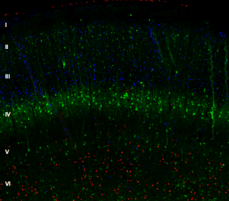 多重免疫荧光显示大鼠大脑皮层的层状结构.png