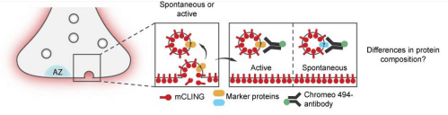 海马神经元中主动循环和自发循环突触小泡之间蛋白质组成的差异.png