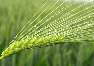 小麦胚芽凝集素.png