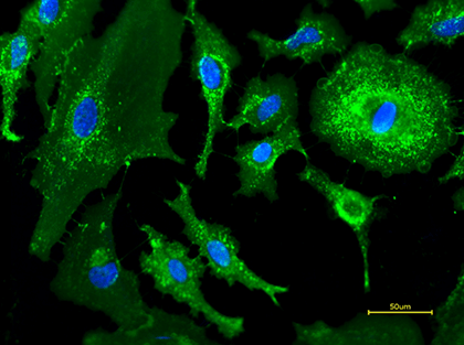 活的HeLa细胞用iFluor? 488 WGA偶联物（绿色）和Hoechst 33342（蓝色）染色。.png