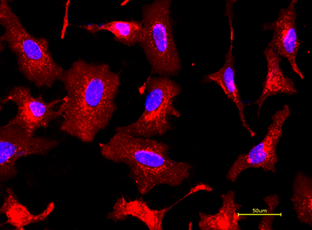 活的HeLa细胞用iFluor? 647 WGA 偶联物（红色）和Hoechst 33342（蓝色）染色.png