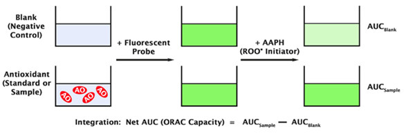 氧自由基抗氧化能力（ORAC）活性检测试剂盒-原理示意图.jpg
