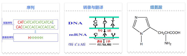 His标签蛋白定量.jpg