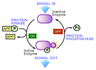 蛋白酶和磷酸酶抑制剂.png