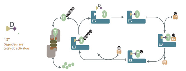 PROTAC分子结合靶蛋白（POI）和E3连接酶.jpg