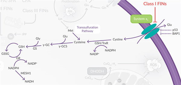  System xc-调控GSH合成.jpg