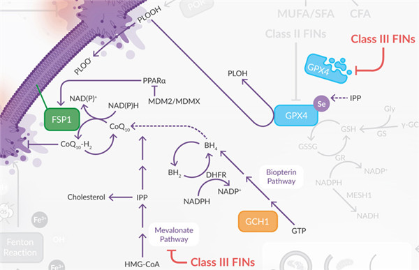 MVA途径和FSP1共同调控CoQ10生成和GPX4蛋白质的成熟.jpg