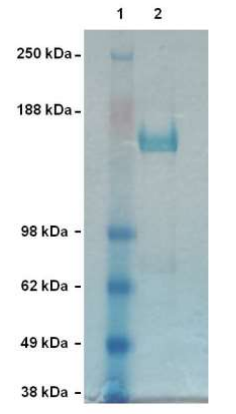 纯化的重组Cas9蛋白.png