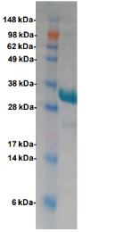 Cas13a-2.png