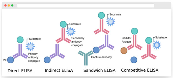 酶联免疫吸附测定.jpg