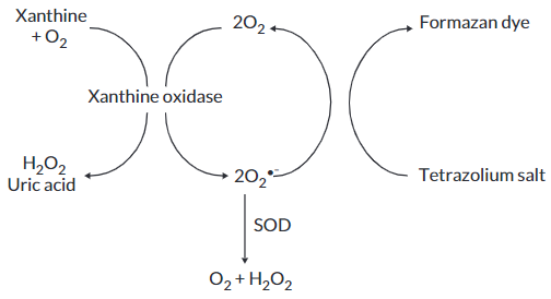 超氧化物歧化酶（SOD）检测试剂盒检测.png