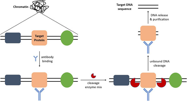 ChIP-seq.jpg