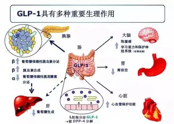 GLP的多种生理作用.jpg