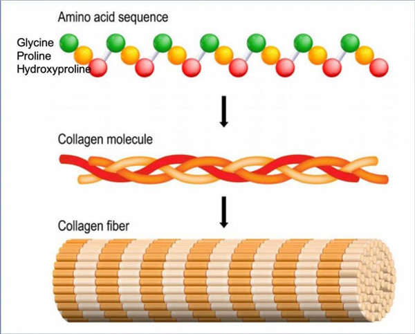 胶原蛋白种类.jpg