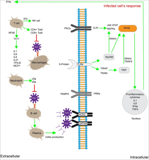  冠状病毒（CoV）感染的免疫反应机制.png