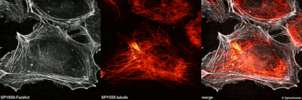 SPY650 FastAct(CY-SC505)和SPY555 tubulin(CY-SC203)共同染色HUVEC RCM2细胞.gif