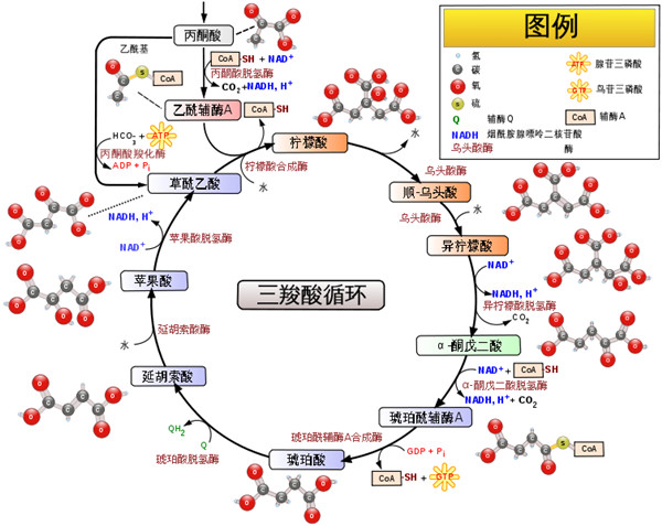 biovision助力三羧酸循环的相关研究