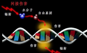 DNA/RNA损伤