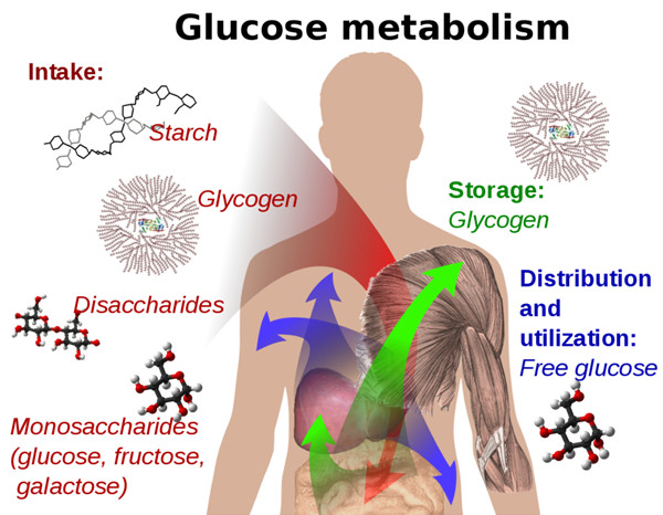 葡萄糖及糖原