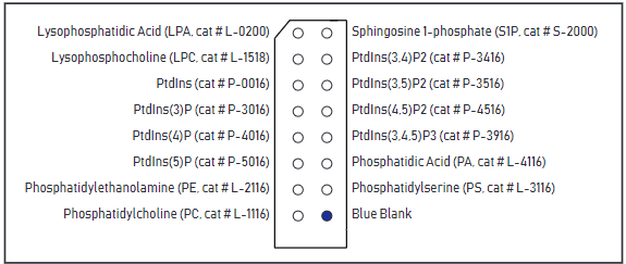 PIP Strips试纸条脂类与斑点分布