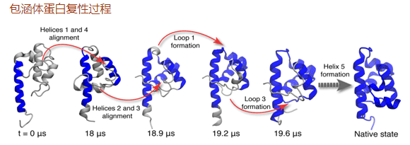 包涵体蛋白复性过程