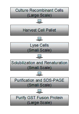 GST包涵体快速溶解与复性试剂盒-实验流程
