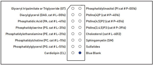 Membrane Lipid Strips脂膜试纸条，斑点分布