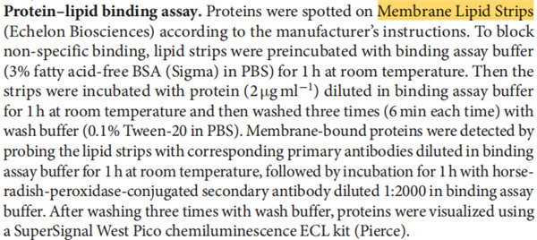 Membrane Lipid Strips