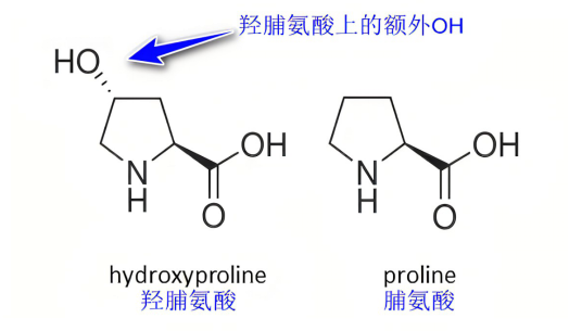 羟脯氨酸