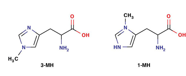 3-甲基组氨酸