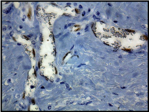 人乳腺肿瘤用兔单克隆抗人/小鼠ID1