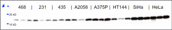 anti-human Id1 clone 5-3