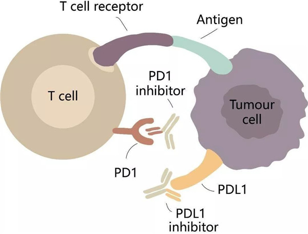 免疫检查点分子PD-1蛋白