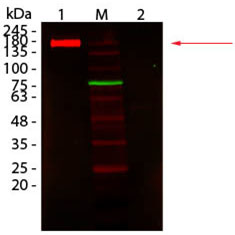 Fluorescent-TrueBlot.png