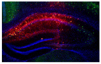 防褪色荧光封片剂DAPI-Fluoromount-G.png