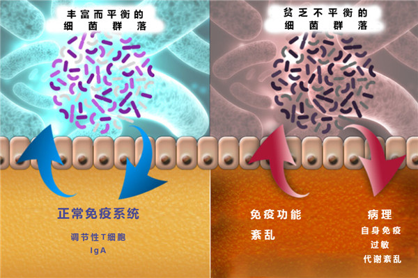 Immundiagnostik Zonulin（连蛋白）