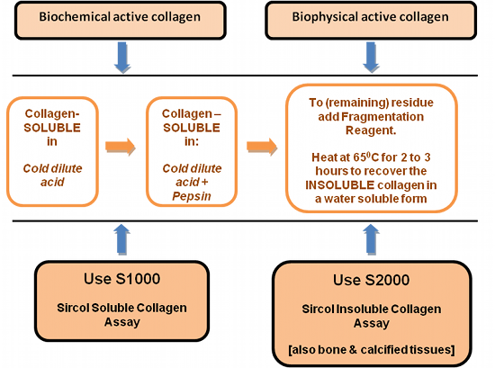 Sircol-Insoluble-Collagen-Assay.png