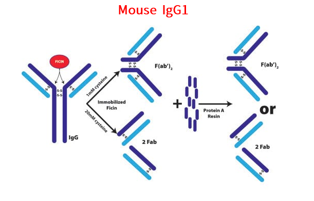 小鼠IgG1专用，Fab & F(ab')2片段制备试剂盒